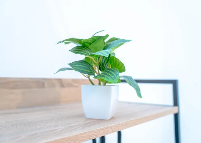 Dimora Dante 310 Bari